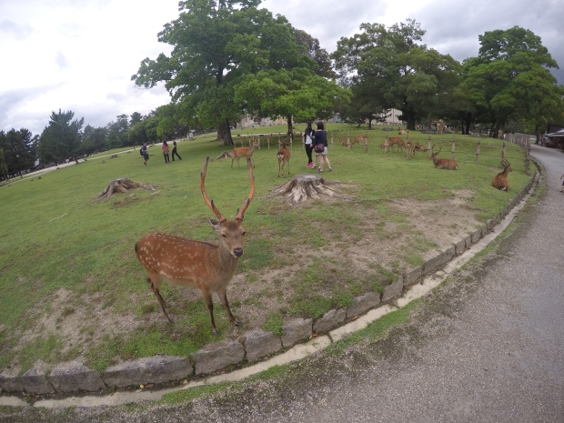 At Nara Deer Park